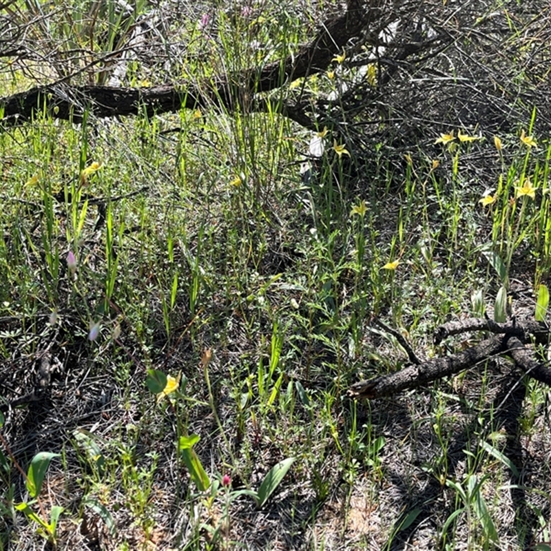 Caladenia flava subsp. maculata