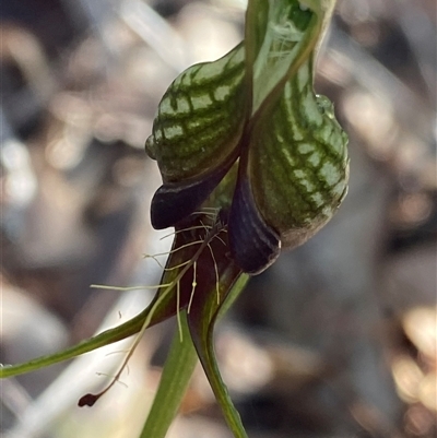 Pterostylis barbata