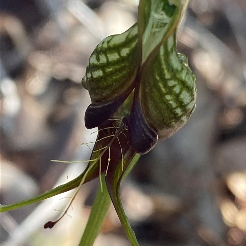 Pterostylis barbata