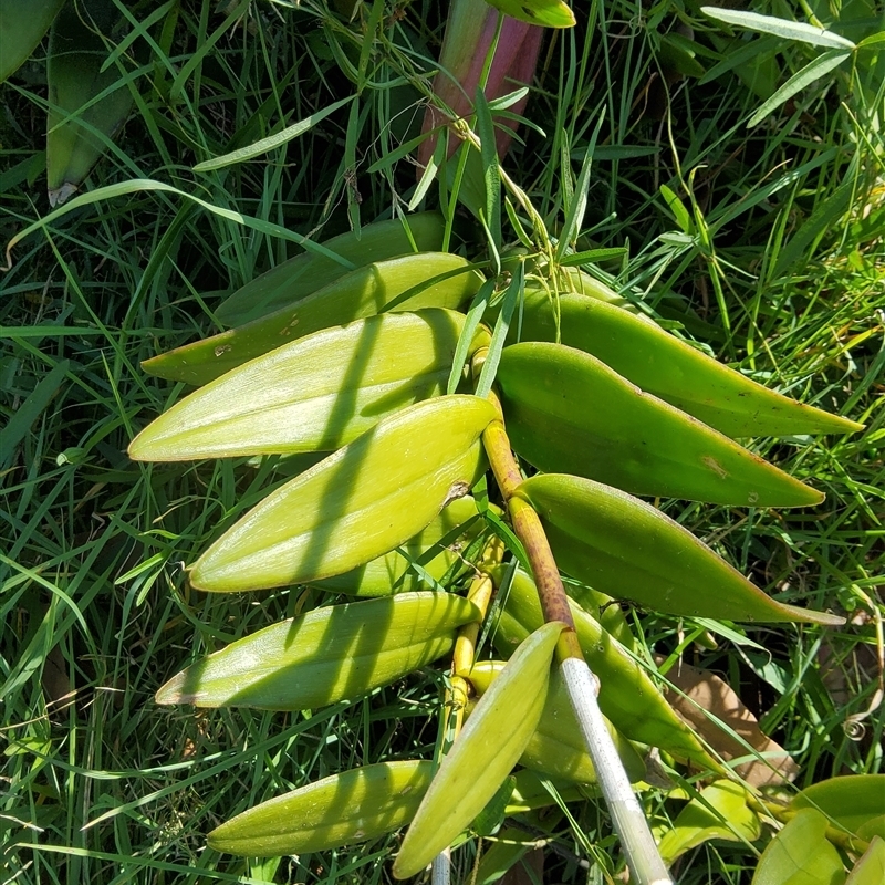 Epidendrum Species