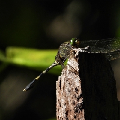 Orthetrum serapia