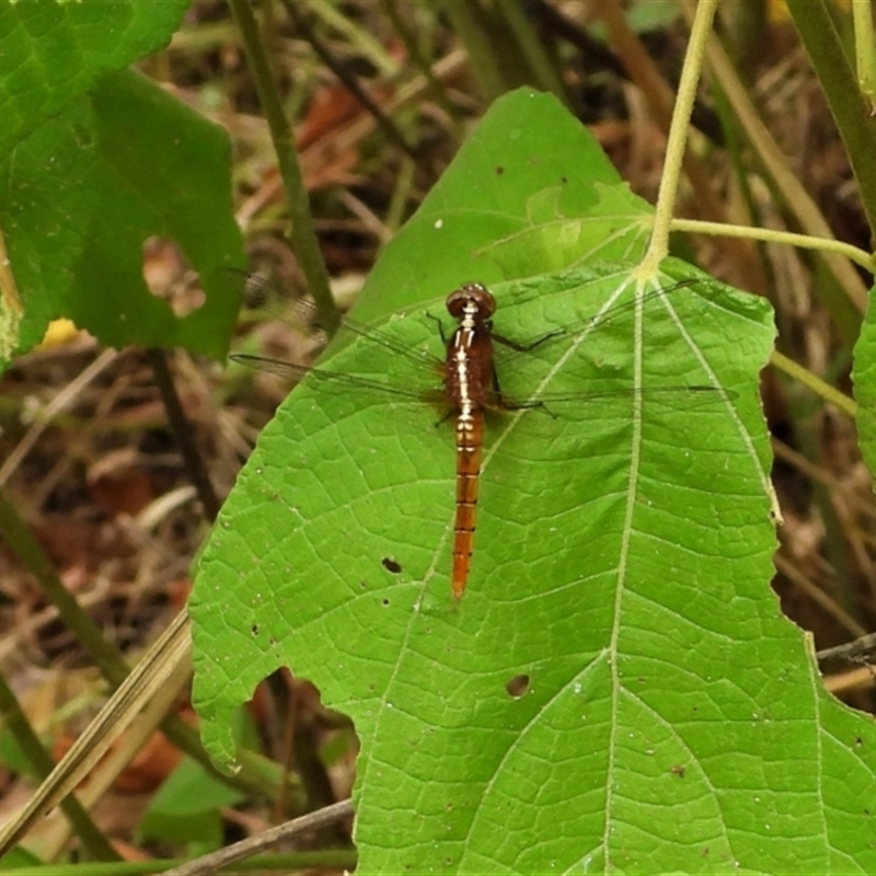 Rhodothemis lieftincki