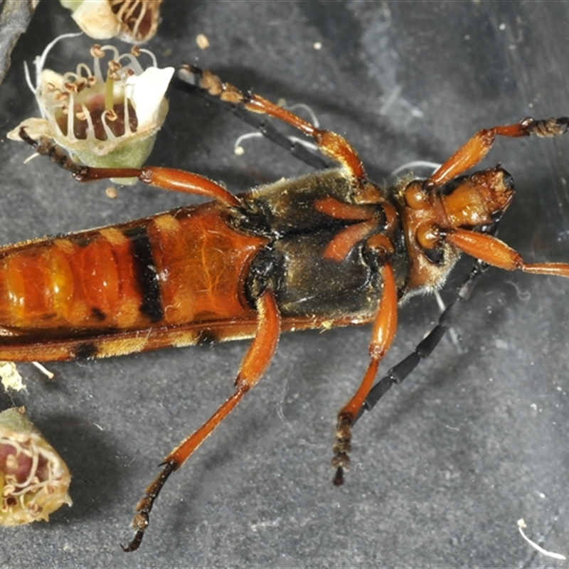 Tragocerus spencii