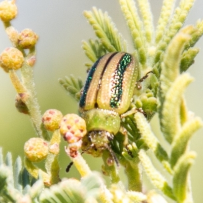 Calomela juncta