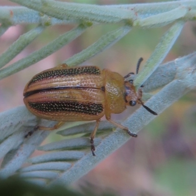 Calomela juncta