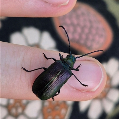 Phaolus metallicus