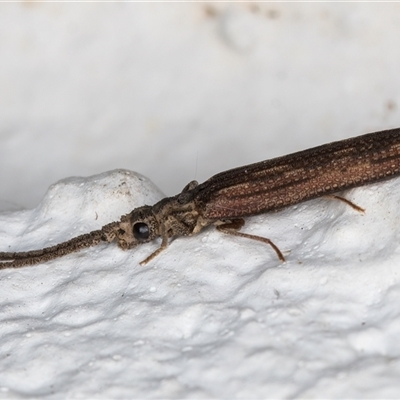 Adinolepis mathesonae