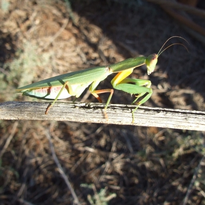 Orthodera gunnii