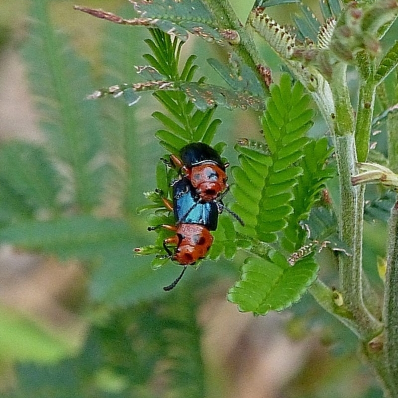 Calomela moorei