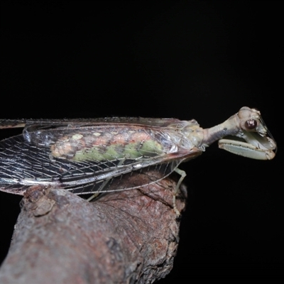 Mantispidae (Family)