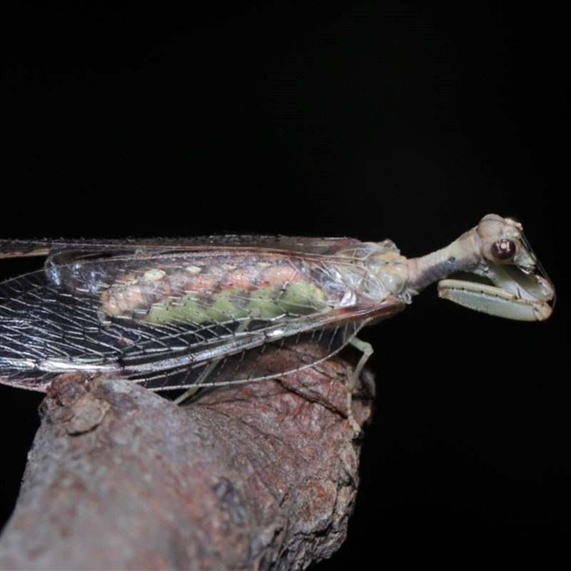 Mantispidae (Family)