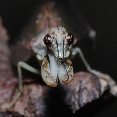 Mantispidae (Family)