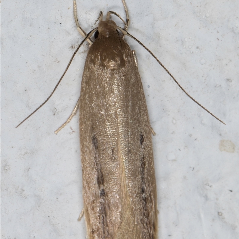 Limnaecia phragmitella