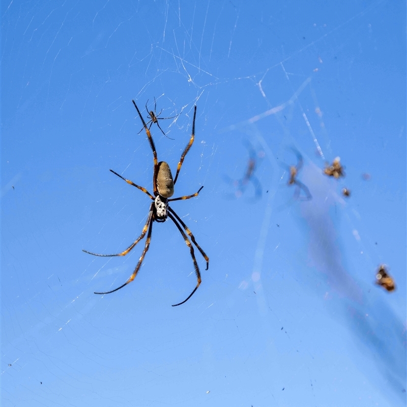 Trichonephila plumipes