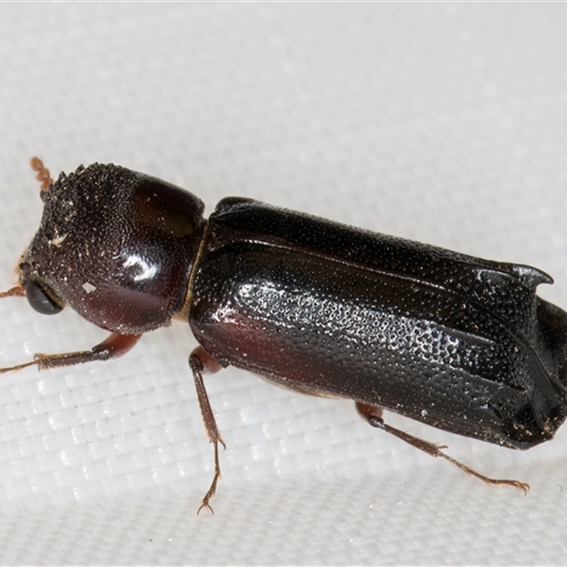 Xylion cylindricus