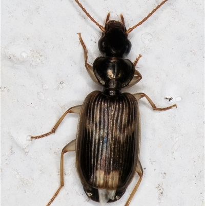 Anomotarus (genus)