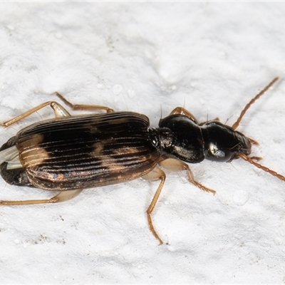 Anomotarus (genus)