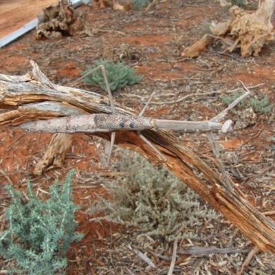 Archimantis quinquelobata