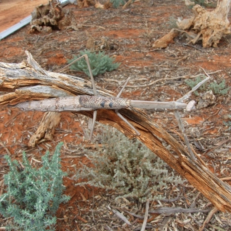 Archimantis quinquelobata