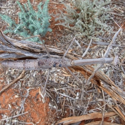 Archimantis quinquelobata