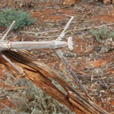 Archimantis quinquelobata