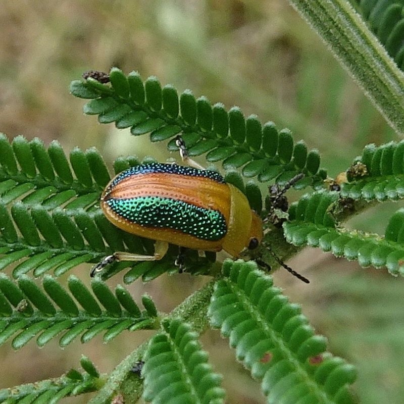 Calomela parilis