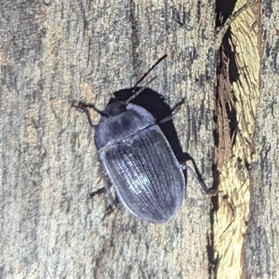 Pterohelaeus hirtus