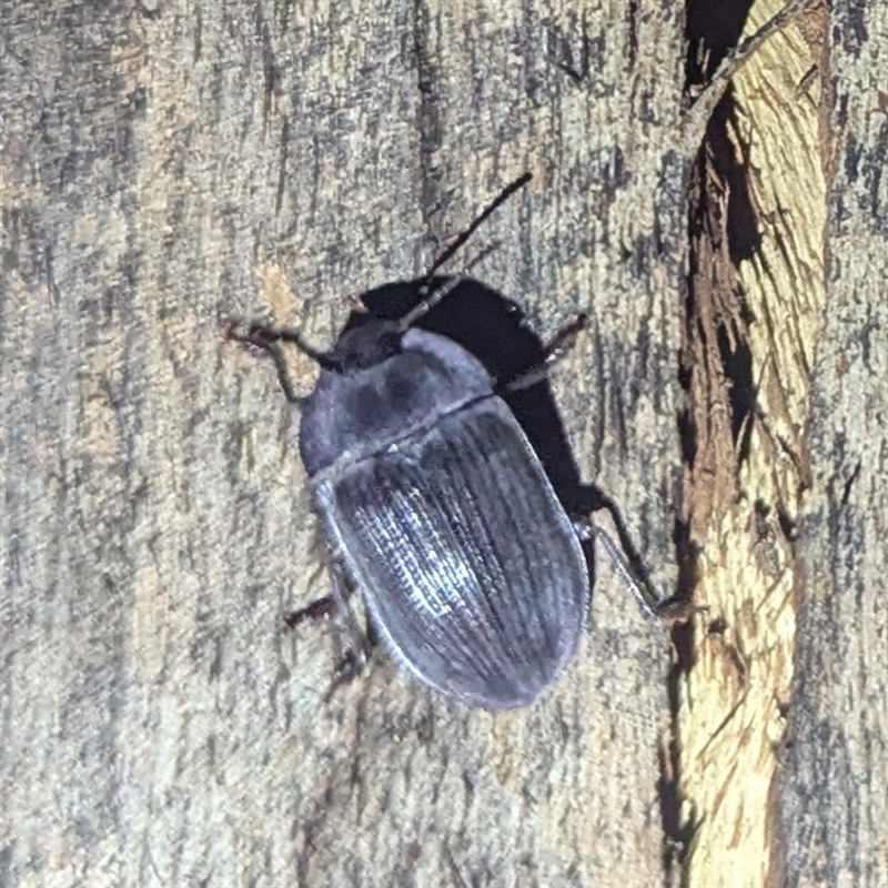 Pterohelaeus hirtus