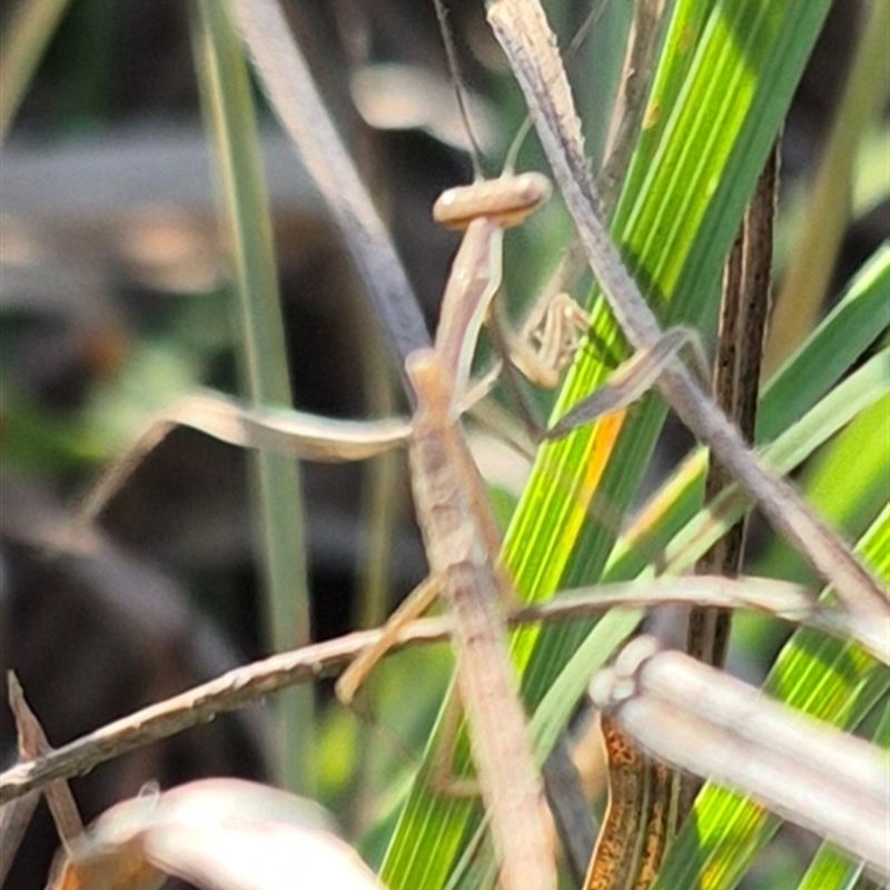 Mantidae (family) adult or nymph