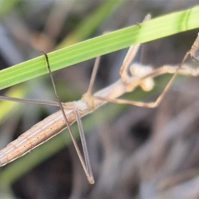 Mantidae (family) adult or nymph