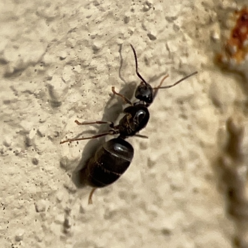 Nylanderia sp. (genus)