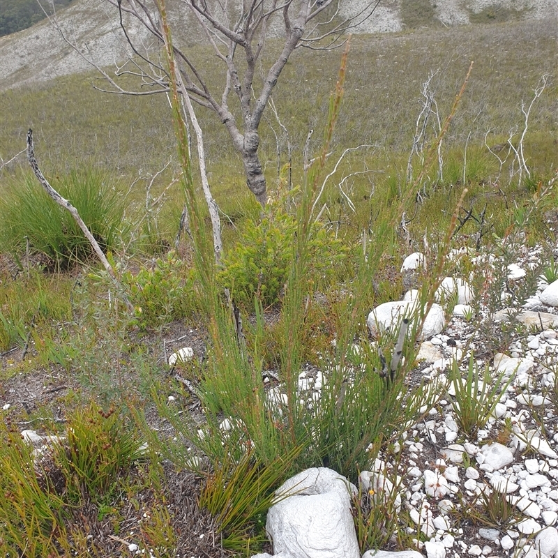 Allocasuarina zephyrea