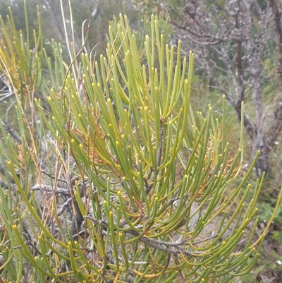 Hakea epiglottis