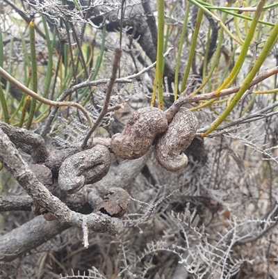 Hakea epiglottis