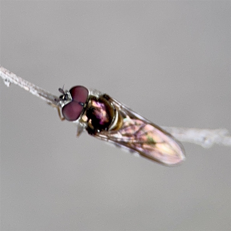 Melangyna (genus)