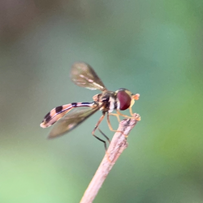 Asiobaccha notofasciata