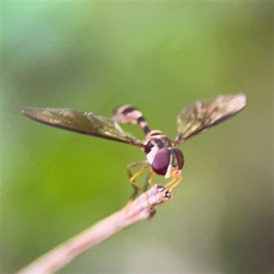 Asiobaccha notofasciata