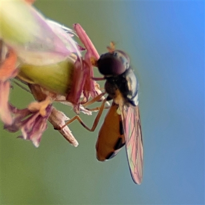 Melanostoma apicale