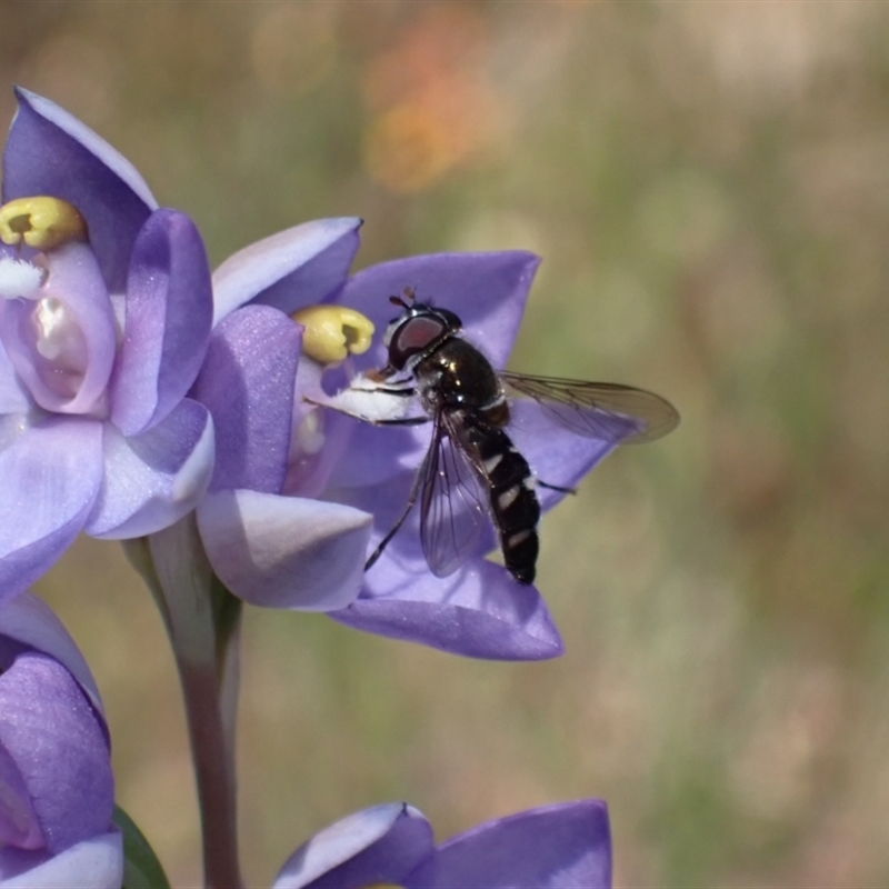 Syrphidae sp (family)