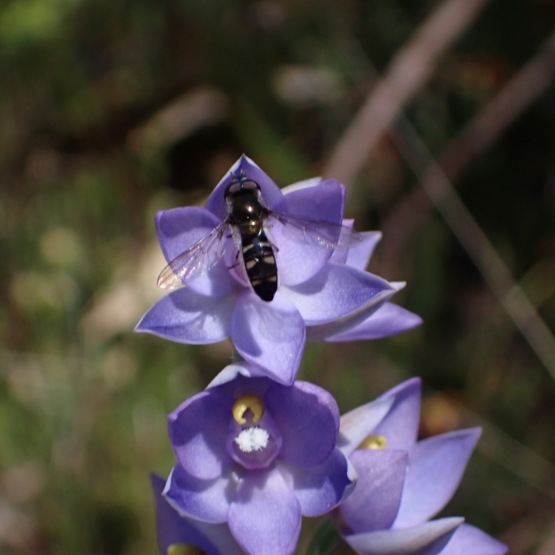 Syrphidae sp (family)