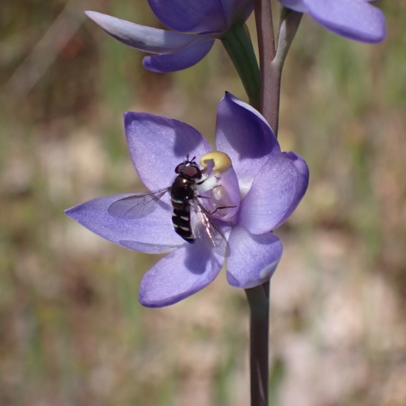 Syrphidae sp (family)