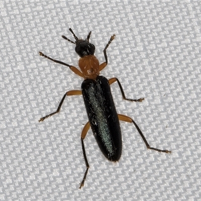 Oedemeridae (family)