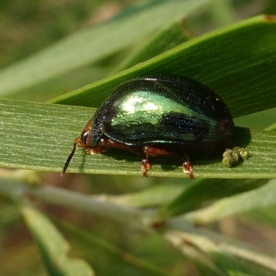 Calomela ruficeps