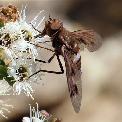 Ligyra sinuatifascia