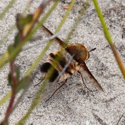 Meomyia fasciculata