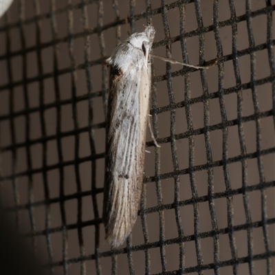 Ioptera demica