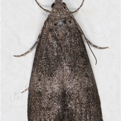 Heteromicta aegidia