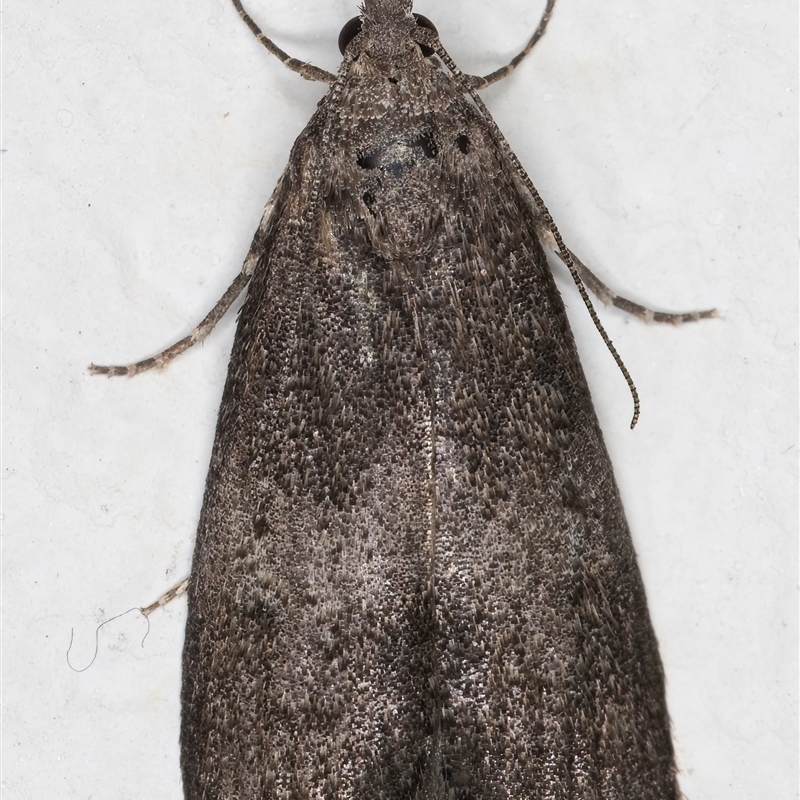 Heteromicta aegidia