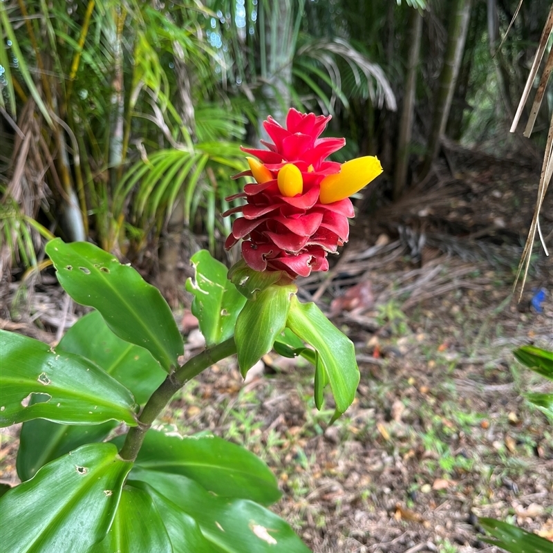 Costus (Genus)