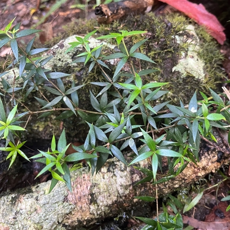 Alyxia ruscifolia